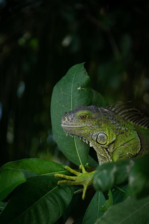 Cabanas Hostal & Camping Magic Bacalar Kültér fotó